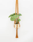Hanging plant in a macrame holder on a white background