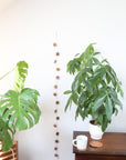 A garland made of brown leather stars strung together on a string hanging vertically on a wall behind plants