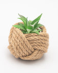 Small succulent plant in a ball of twine on a white background