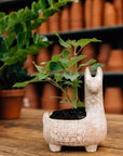 Llama Terracotta Planter