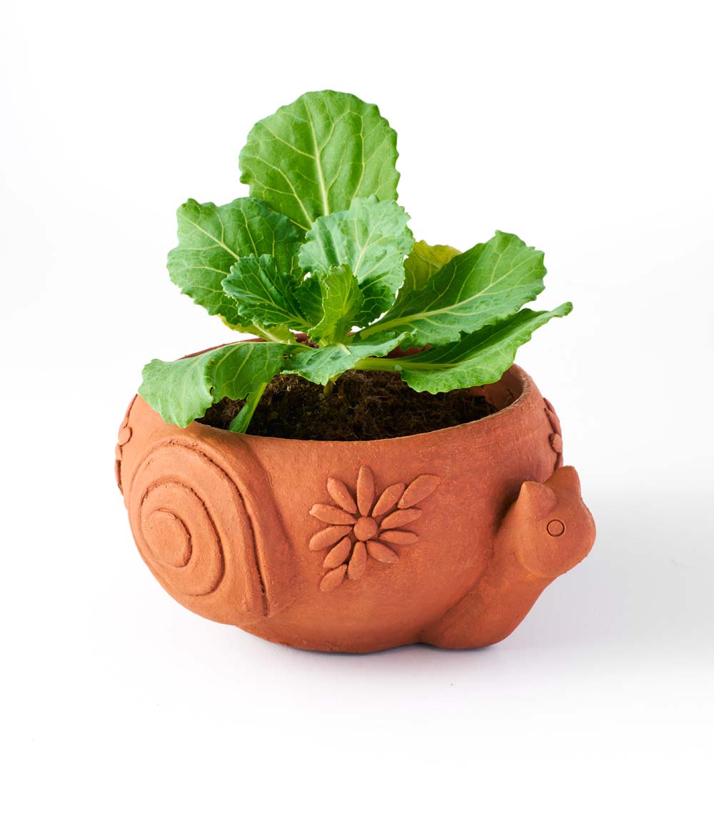 Terracotta planter with a snail design holding a plant on a white background