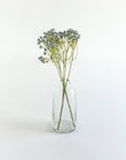 Clear glass vase with dried flowers on a white background