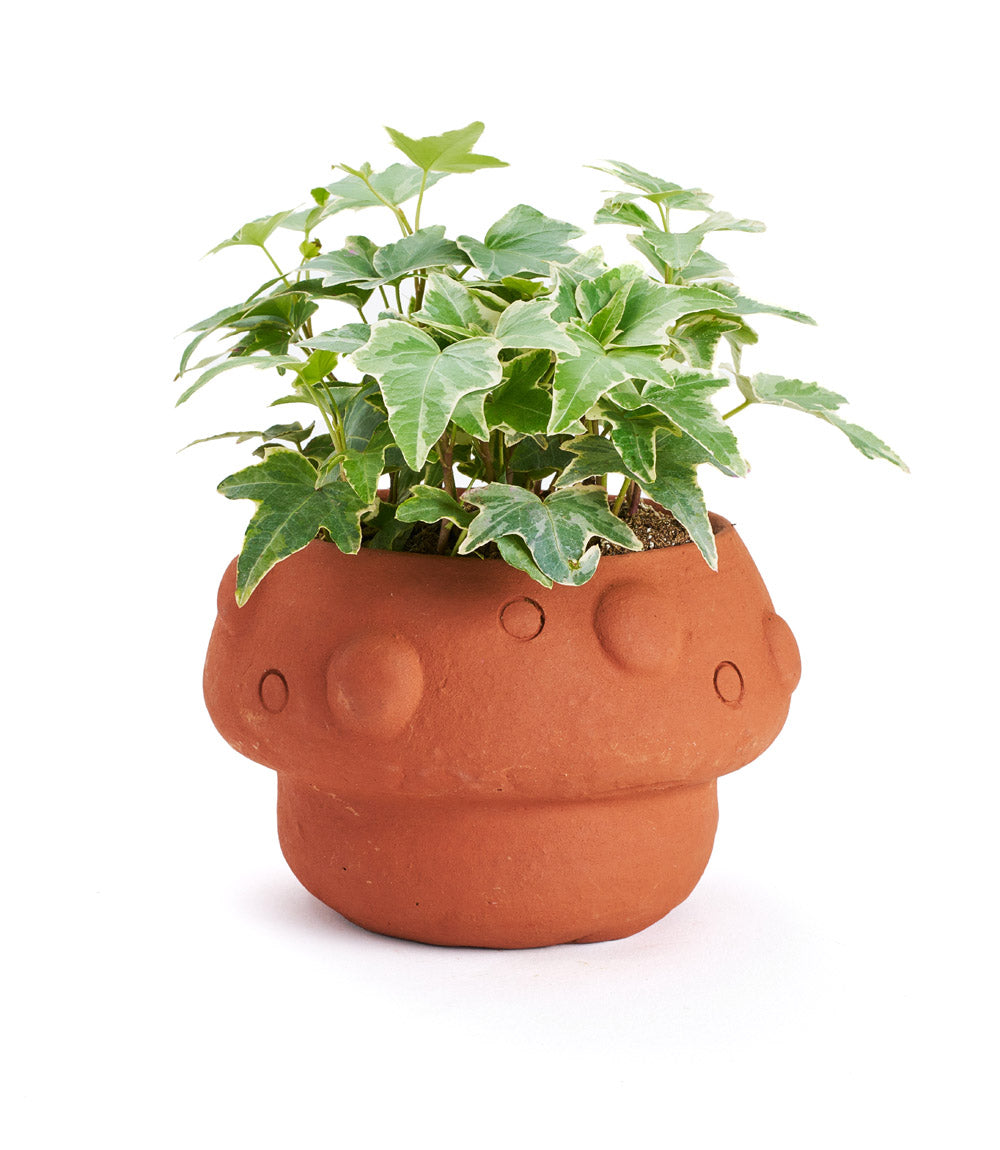 A terracotta plant pot designed to resemble a mushroom, with a green plant growing in it.