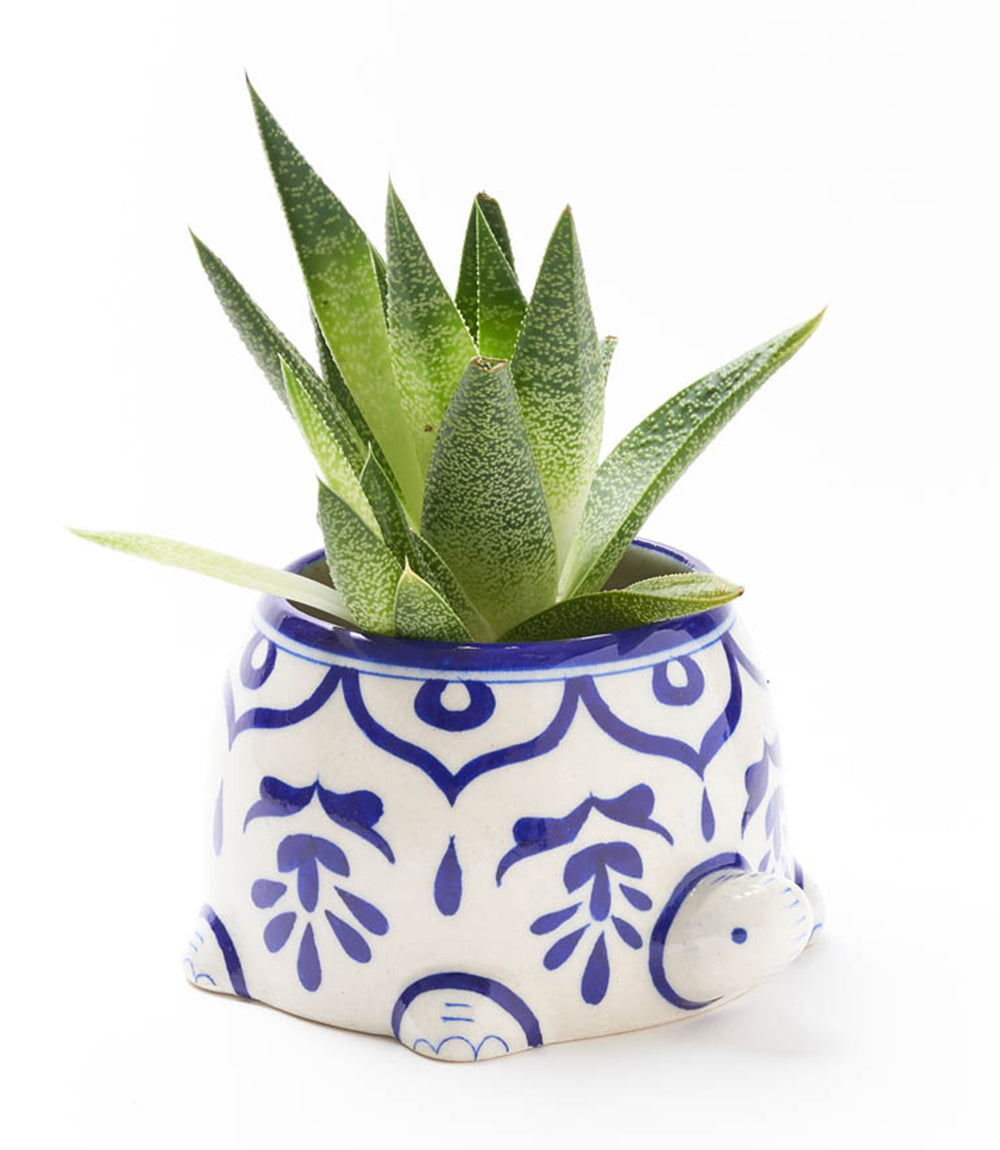 A turtle-shaped hand painted planter with blue patterns on a white background, containing a succulent plant