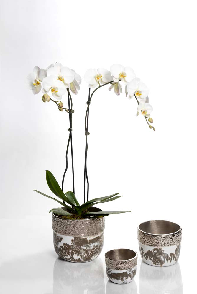 White orchid in a decorative pot with two matching small cups on a white background