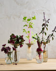 Floral Propogate Assorted - Set of 3