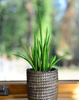 Succulent Basket Planter