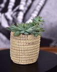 Succulent Basket Planter