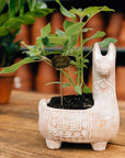Llama Terracotta Planter