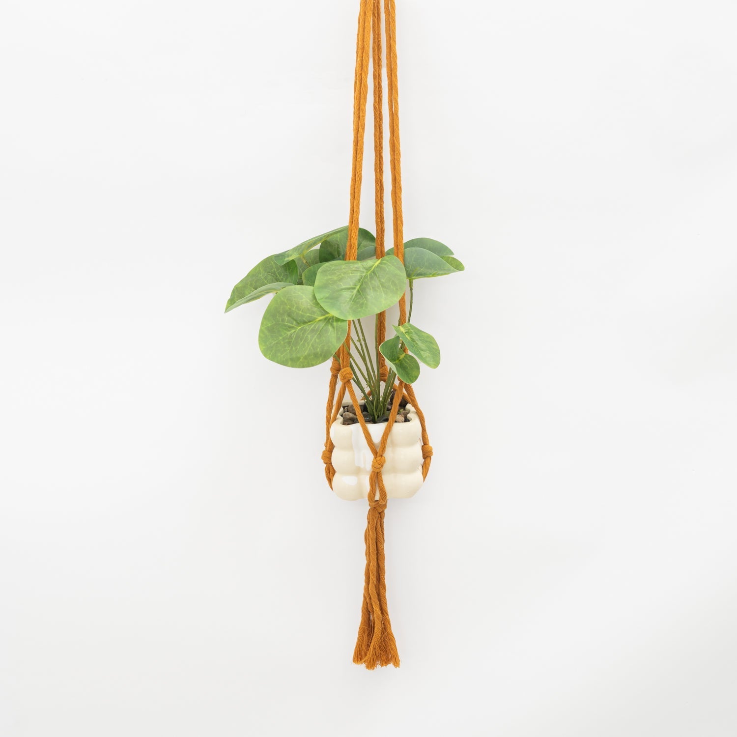 Hanging plant in a macrame holder on a white background