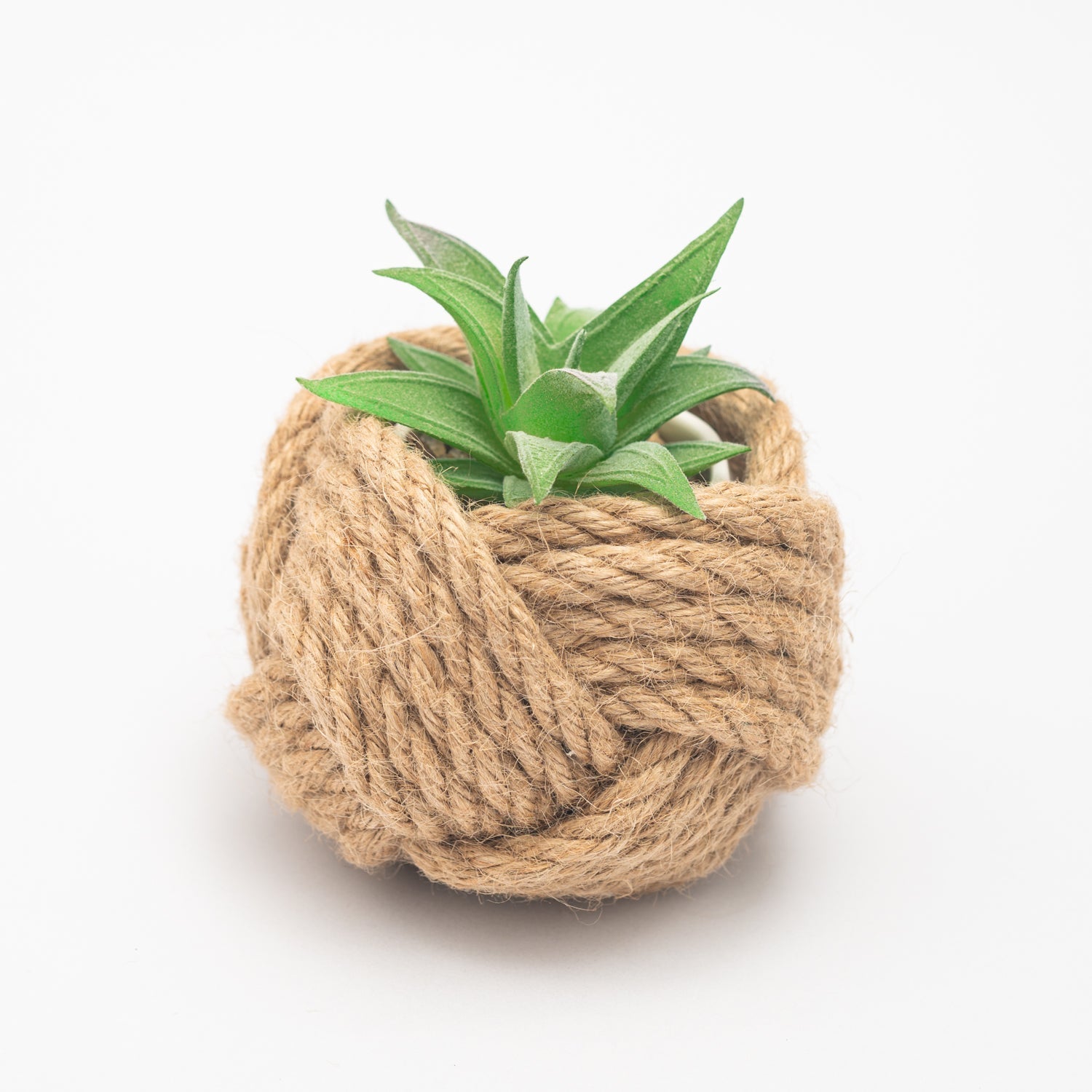 Small succulent plant in a ball of twine on a white background