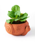 Terracotta planter with a plant on a white background