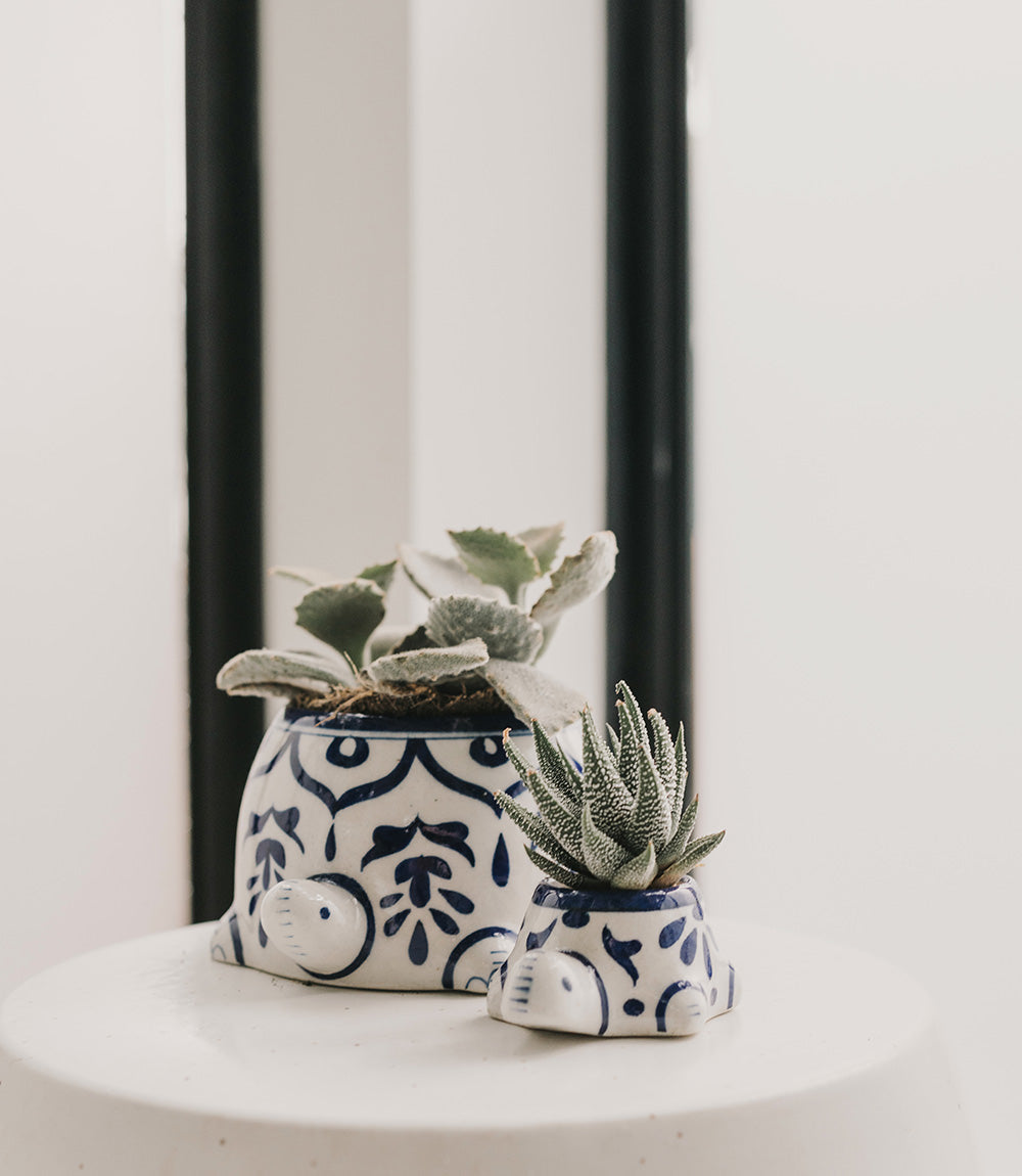 Lalita Baby Turtle Succulent Planter