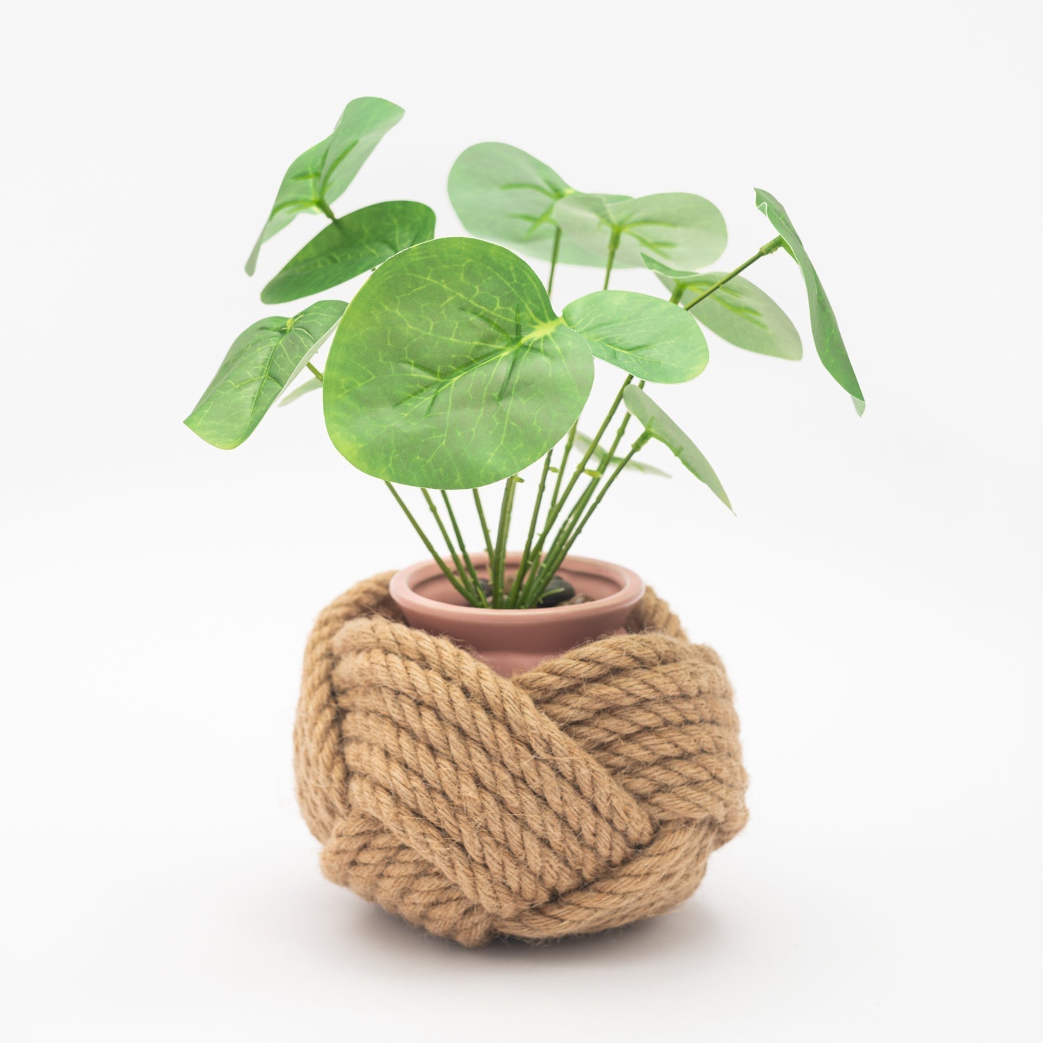Potted plant wrapped with braided rope on a white background