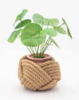 Potted plant wrapped with braided rope on a white background