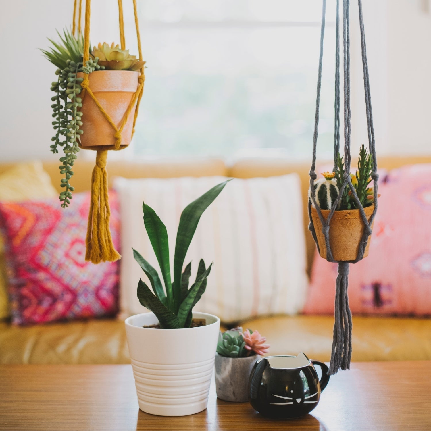 Hanging plants in macrame hangers on a table with a blurred background