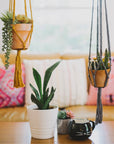 Hanging plants in macrame hangers on a table with a blurred background