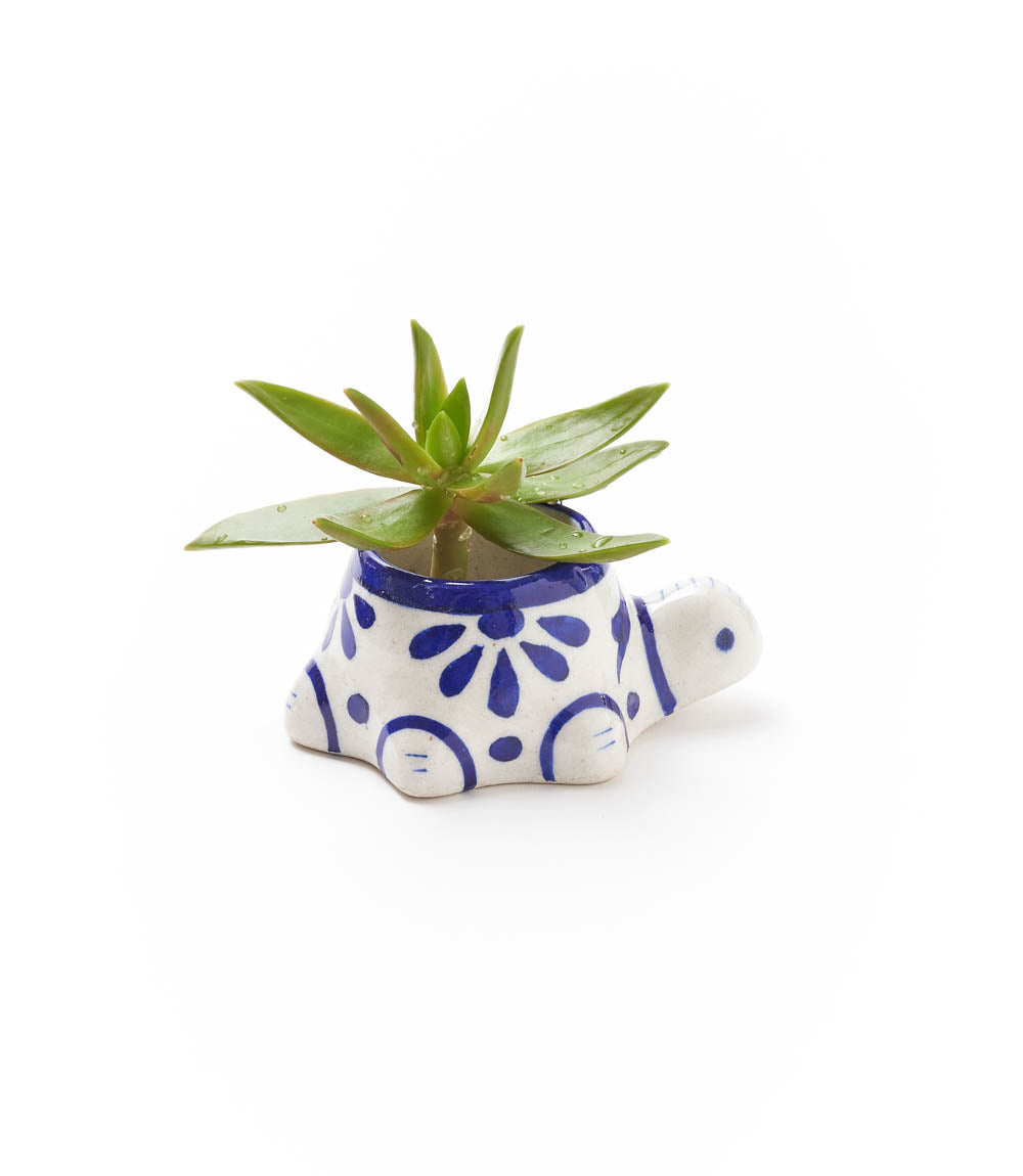 Lalita Baby Turtle Succulent Planter