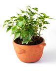 Rakshana Chicken Plant Pot - Terracotta