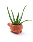 Rakshana Turtle Plant Pot -  Terracotta