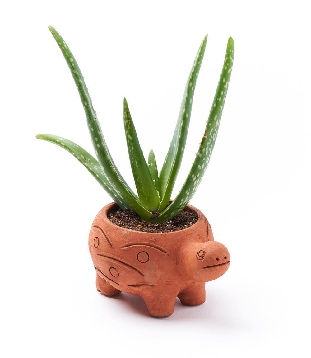 Tortoise-shaped terracotta pot with aloe vera plant on a white background