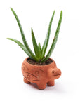 Tortoise-shaped terracotta pot with aloe vera plant on a white background