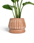 Mateo Planter
