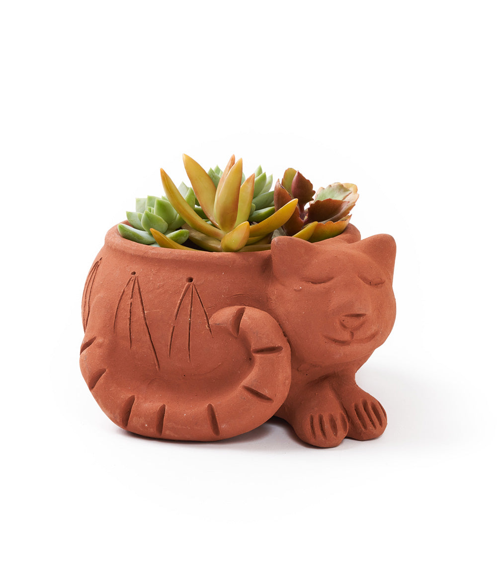 A terracotta plant pot in the shape of a sleeping cat, filled with a small selection of succulent plants