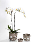 Dansbury Cache Pots