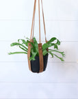 Hanging plant with a leather strap against a white background
