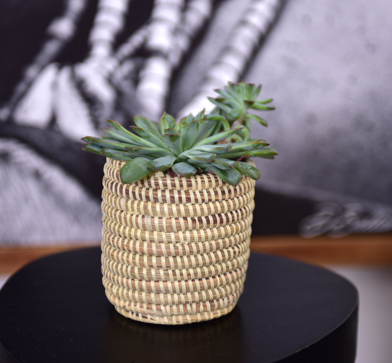 Succulent Basket Planter