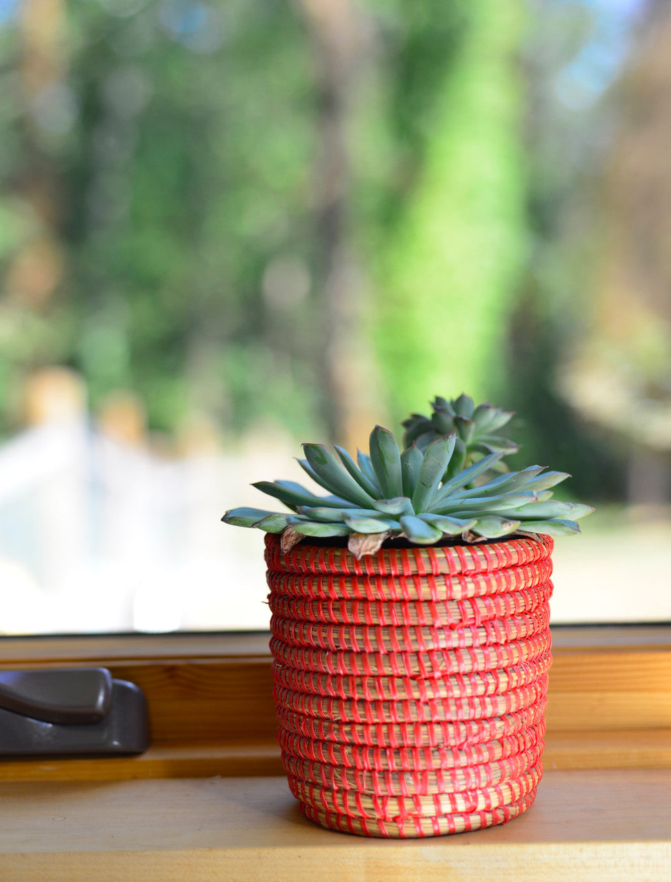 Succulent Basket Planter