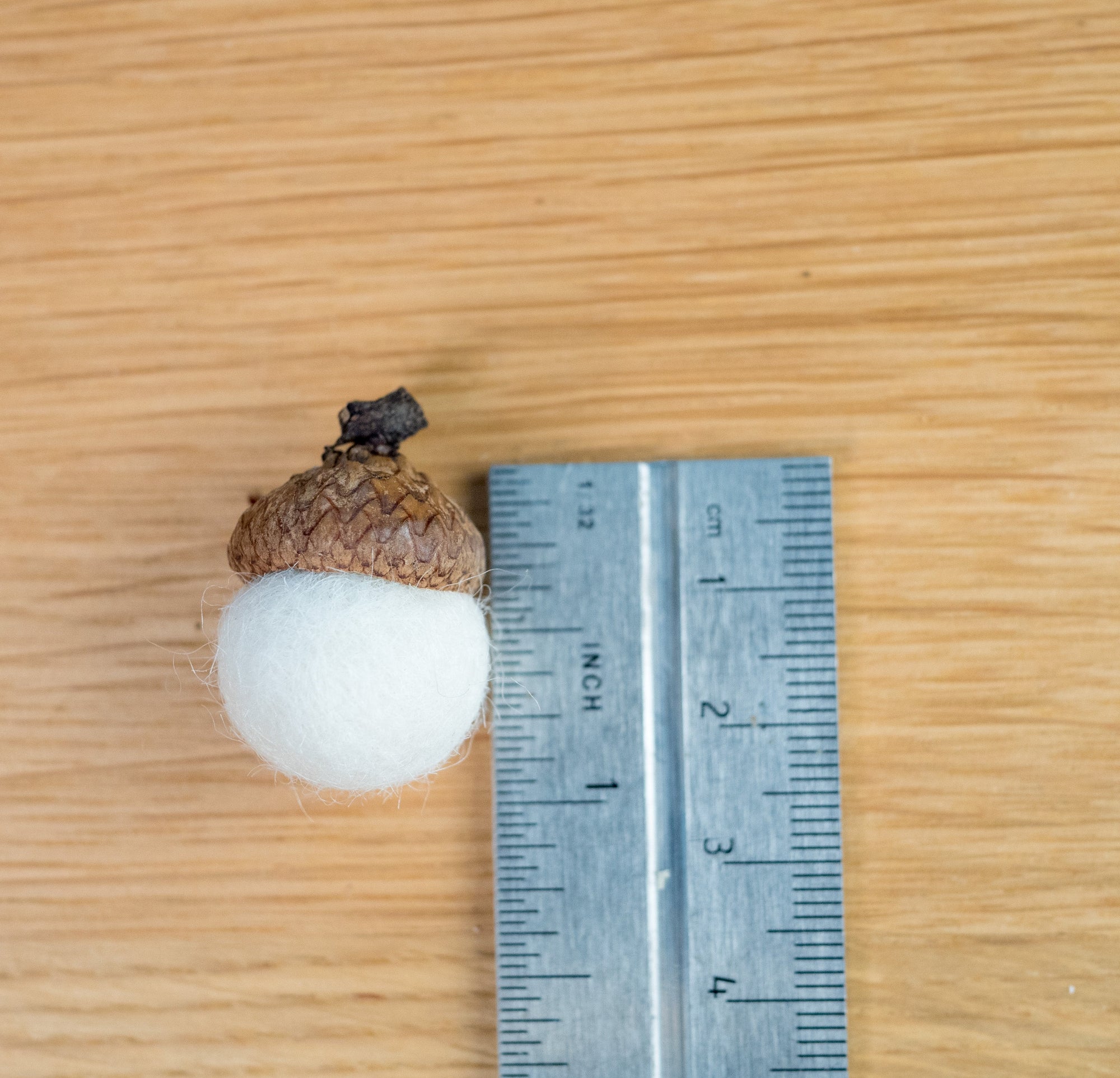 Acorn with a ruler for scale on a wooden surface