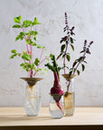 Floral Propogate Assorted - Set of 3
