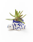 Lalita Baby Turtle Succulent Planter