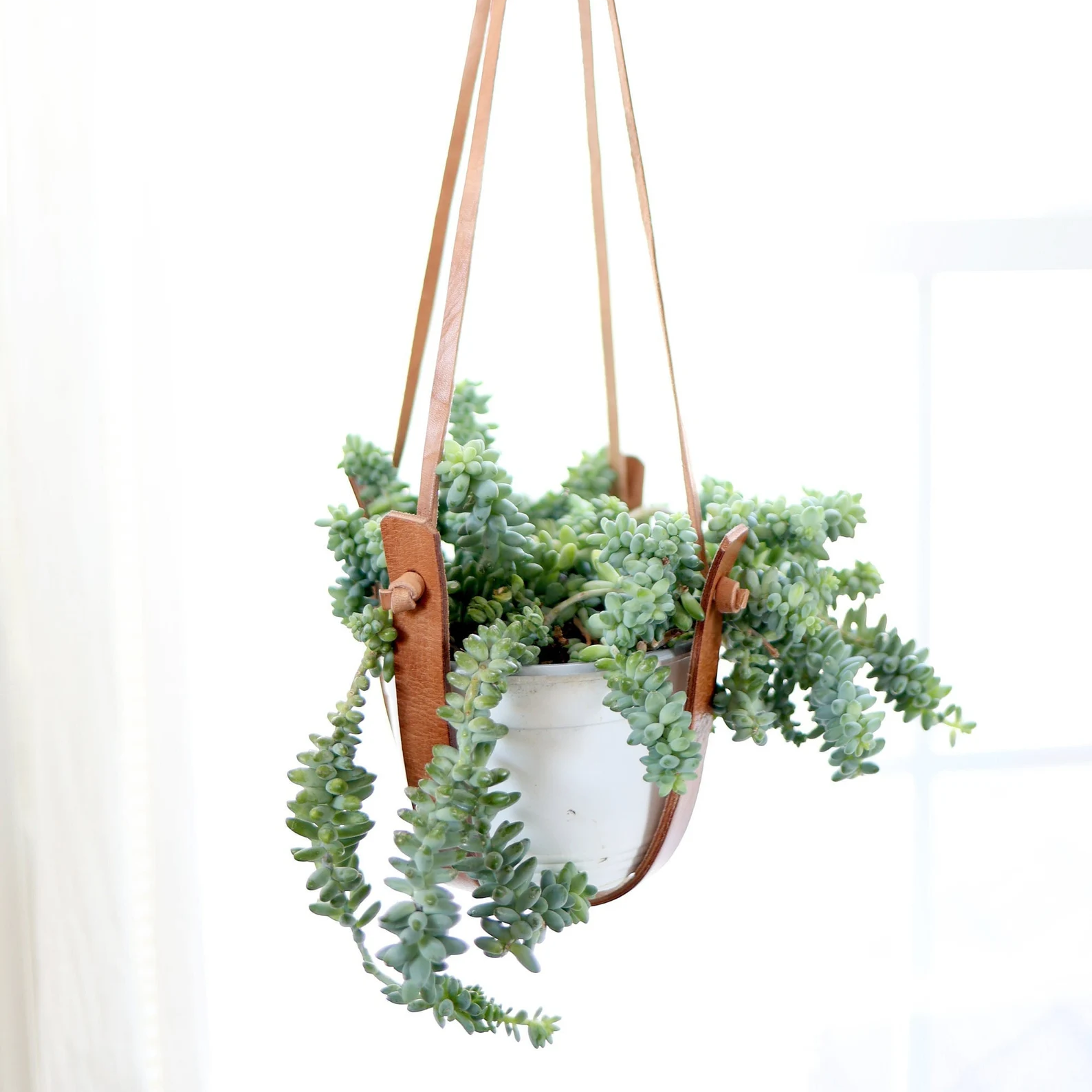 Hanging plant holder with a plant on a white background