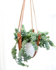 Hanging plant holder with a plant on a white background